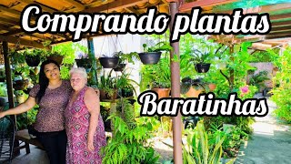 Comprando PLANTAS baratas para FLORESTINHA da minha CASA