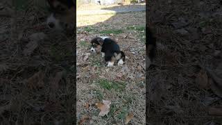 Scupper has a heart on her behind! Cute corgi puppy