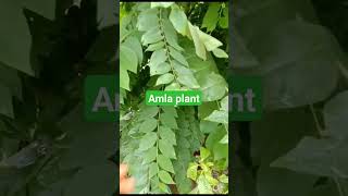 Amla plant started fruiting