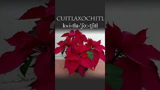 Nahuatl Word of the Week 49: CUITLAXOCHITL (Poinsettia)