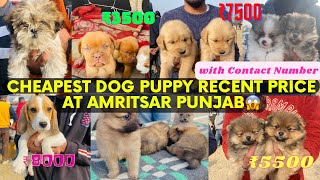 Cheapest Dog Puppy Recent Price Market At Amritsar Punjab😱