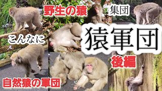 お猿の軍団に会ってしまった、猿の集団に遭遇自由に行動してました。ぶらり巡り。後編。