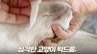 냥춘기 제대로 온 해밤이 | 턱드름 나고 대형사고 치고... (절레절레)