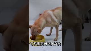 狗狗生产小奶狗身体虚弱，主人做鸡汤给它补一补，瞬间秒完饿坏了   西瓜视频 #009