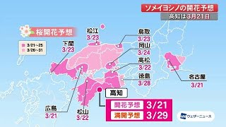 高知の桜開花予想『3月21日』・満開は『29日』か　なぜ今年の桜は全国的に開花早まる！？その理由は… (21/03/03 19:50)