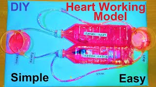 how to make heart working model inspire science project - diy easy | blood circulation | howtofunda