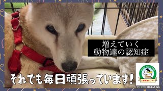 【保護犬】増えていく動物達の認知症。それでも毎日頑張っています。