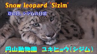 夏の日、シジムの日常（円山動物園　ユキヒョウのシジム）~ Summer day, everyday at the snow leopard zoo ~