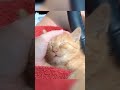 anak kucing meong meong #shorts #kucinglucu #viral #cutecat #kittens #meow #pets #trending