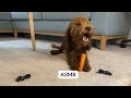 Dog eating carrot ASMR 🥕 | Poodle Lotti