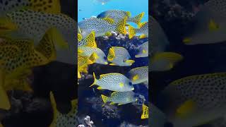 Ocean Animals Video