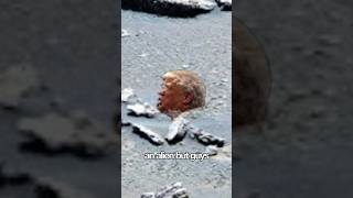 They Discovered What On Mars