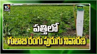 పత్తిలో గులాబి రంగు పురుగు నివారణ Preventive Measures to Safe Cotton Crop From Pink Boll Worm | 10TV