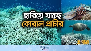 সমুদ্রের উষ্ণতায় ভুতুড়ে সাদা হয়ে উঠছে কোরাল! | Coral Bleaching | Sea Coral | Climate Change | Ekhon