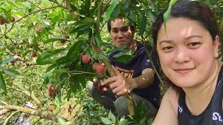 LYCHEE FARM in Taiwan