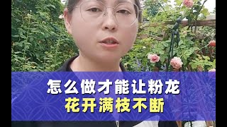 如何让粉色龙沙宝石花开满枝？看完这个视频，你就懂了....