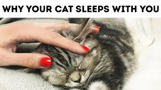 That's Why Your Cat Sleeps with You