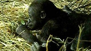 上野動物園のニシローランドゴリラの親子、モモコとコモモ-Baby　Gorilla.029