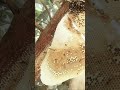 Honey Harvesting - Bee Master in Taiwan Ep-152 By Sarvaivel Rad