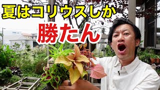 コリウスの良さをイマイチわかってない方へ　　【園芸超人カーメン君】