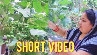 Bheji baigana harvesting ||short video || by-odia blogger odia bohu pratima..