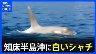 知床半島沖に白いシャチ出現　15頭ほどの群れの中に　北海道　知床・羅臼沖｜TBS NEWS DIG