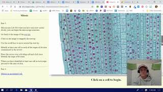 Mitosis Virtual Lab Instructions