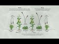 Mechanisms through which the icipe push-pull technology conquers the fall armyworm