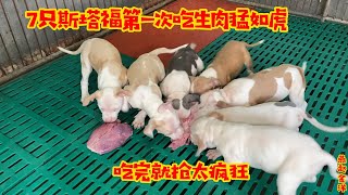 斯塔福幼犬第一次吃生肉真猛，吃完就抢咬住不撒口，乱套了