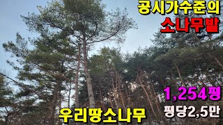 공시가수준의 아주싼 소나무밭/1,254평/3,100만원(평당2,5만)/시원한조망/정선부동산매매/정선토지매매