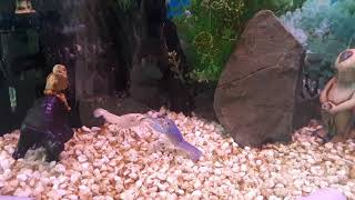 Cherax destructor (Common Yabby) fight