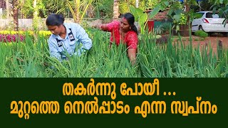 തകർന്നു പോയീ ...മുറ്റത്തെ നെൽപ്പാടം എന്ന സ്വപ്‌നം #PONSYKITCHEN