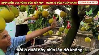 Cây Bưởi Diễn vui mừng đón Tết mới - hoan hỉ đón Xuân sang | 096 234 7777