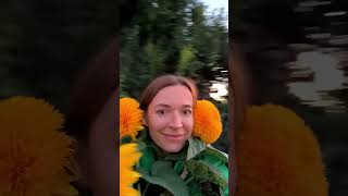 Чебурашка. Возвращение #чебурашка#подсолнух#shorts#helianthus#autumn2023