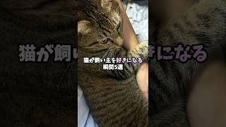 猫が飼い主を好きになる瞬間5選 #猫 #ねこ #猫のいる暮らし #猫のいる生活 #保護猫 #雑学 #猫動画 #猫好きさんと繋がりたい #猫好き #ねこのきもち VOICEVOX:青山龍星