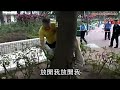 4呎鬣蜥爬樹走　蛇王跳住捉佢走