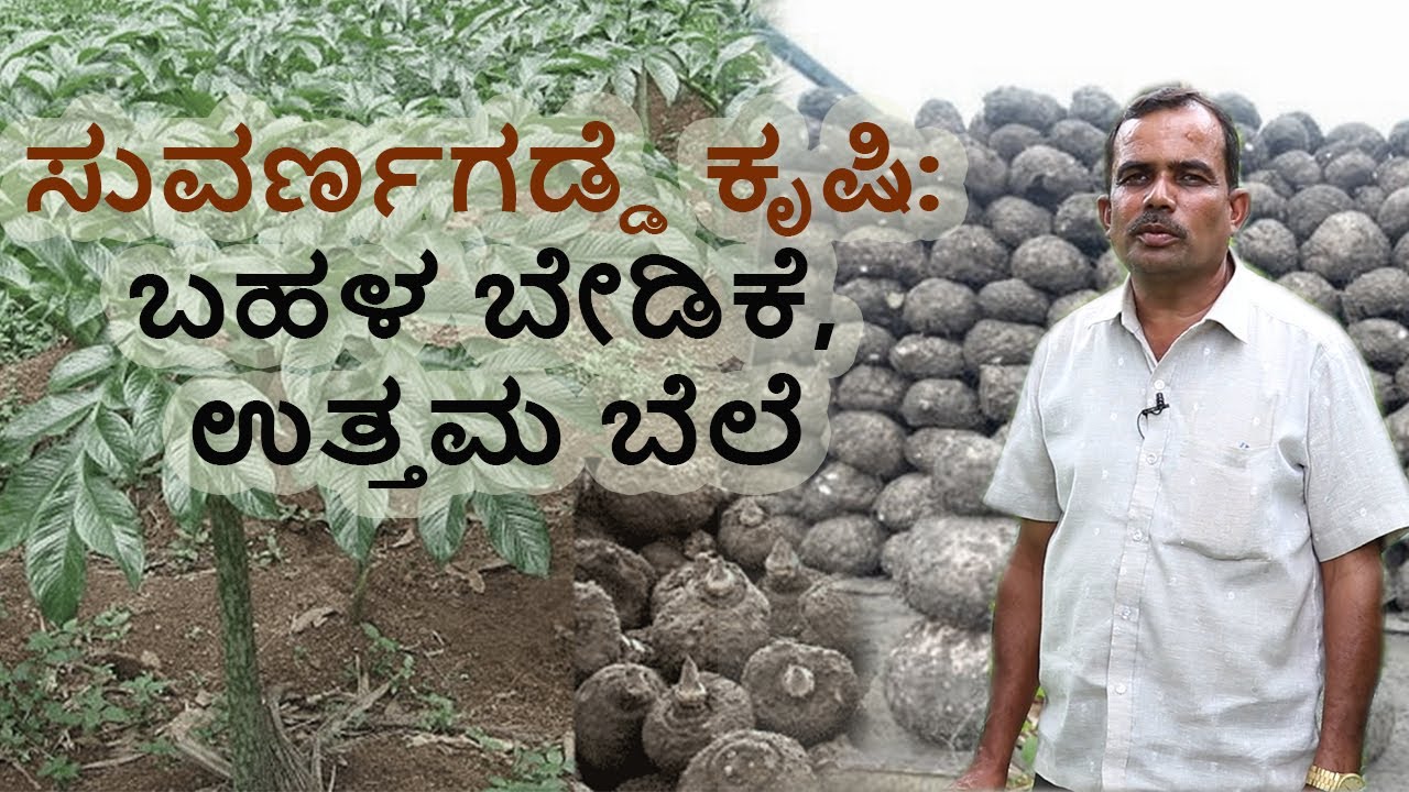 Elephant Foot Yam Cultivation Guide | Vijay Karnataka - YouTube