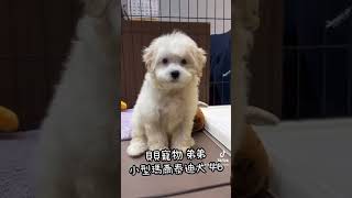 貝貝寵物專業犬舍-小型 瑪爾泰迪 46號