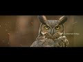 రాత్రి వేళ గుడ్లగూబను చూస్తే శుభమా అశుభమా spiritual meanings of seeing an owl at night