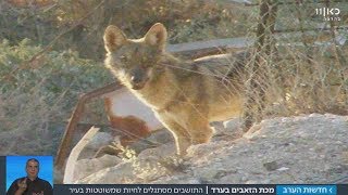 מכת הזאבים בערד: התושבים חוששים מהחיות שמשוטטות בעיר | מתוך חדשות הערב 25.10.17