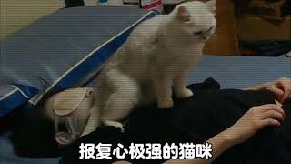 一只身怀绝技报复心极强的猫咪