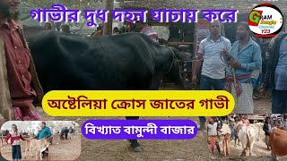 স্পেশাল কালেকশন দেশী গাভীর দুধ দহন যাচায় করে গাভী বিক্রয় বিখ্যাত বামুন্দী বাজারে  Bamodi MeherPur 25