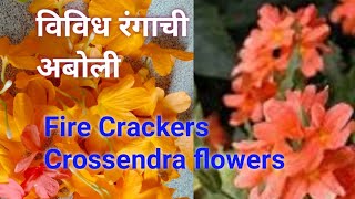 विविध प्रकारची अबोली||FireCrakers||Crossendra||All care#MyKourage#Gardening#