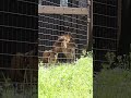 檻の中のシルク💕【アースを見つめる】 のんほいパーク 豊橋動物園 ライオン シルク オリトの妹　 アース