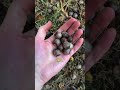 where to find acorns for food