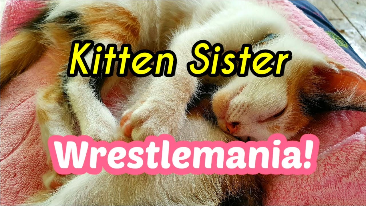 Kitten Wrestling Youtube