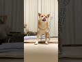 読めない柴犬からモーター音がしたが心配はいらないようだ 柴犬 犬