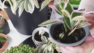 VARIERAD SPIRAL GINGER COSTUS PROPAGATION