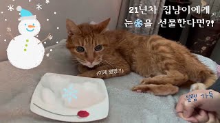 [Vlog] 21년을 집냥이로 산 초롱이에게 눈❄️을 선물하고 싶은 아부지🩵 #노묘 #고양이 #고양이일상