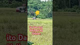 Ganito Pla Halimaw Na Pang Palayan #easy #good #amazing #farming